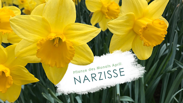 Die Narzisse - Pflanze des Monats April
