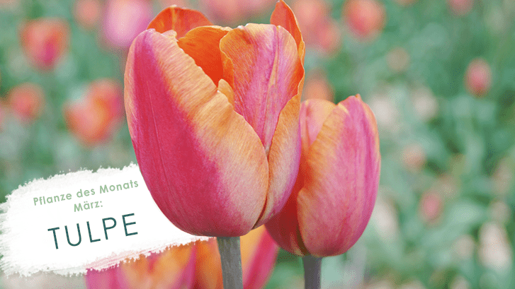 Die Tulpe - Pflanze des Monats März