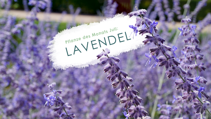 Lavendel - Pflanze des Monats Juli