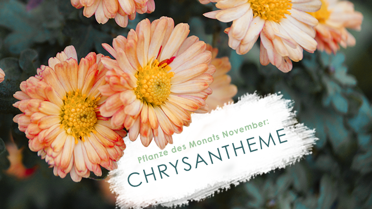 Die Chrysantheme - Pflanze des Monats November
