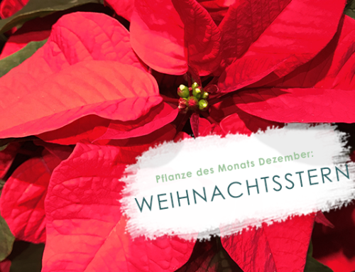 Pflanze des Monats (12/12): Weihnachtsstern