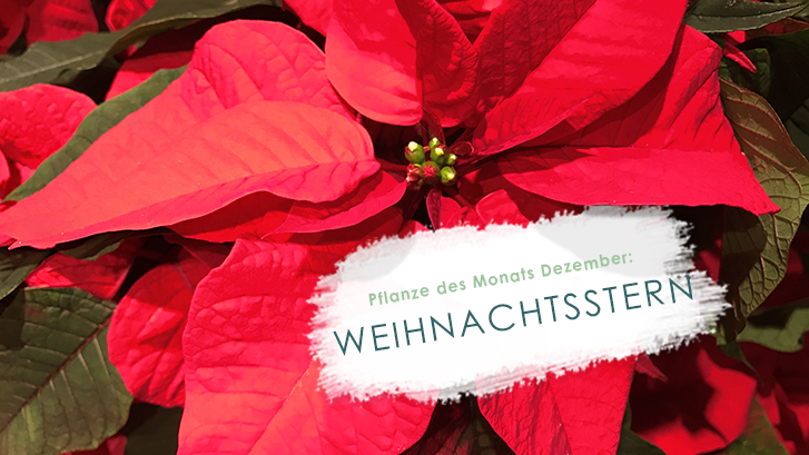 Pflanze des Monats Dezember - der Weihnachtsstern