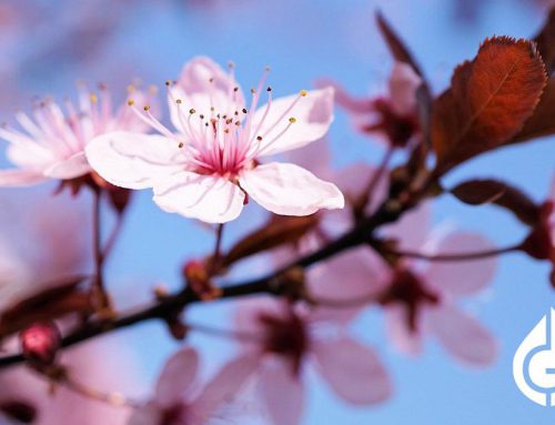 Pflanze des Monats 03/2021: Märzkirsche Prunus incisa